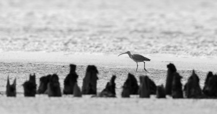 Auf der holländischen Seite des Dollart, Emsmündung, konnte ich einen Großen Brachvogel beobachten. Immer wieder im Watt stochernd, lief er recht zügig über das Ufer, den Wellen ausweichend.