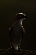 Der Eichelhäher - extrem wachsam und damit schwer zu fotografieren. Er präsentiert sich hier im Gegenlicht, was den geheimnisvollen Waldbewohner spannend aussehen lässt.