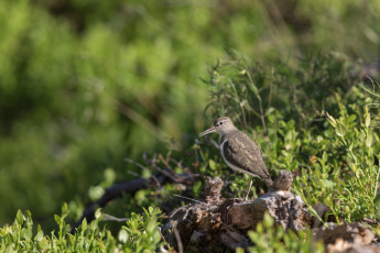 Der Flussuferläufer lenkte ebenfalls von seinem Nest ab und präsentierte sich sehr fotogen auf einer Wurzel im Unterholz.