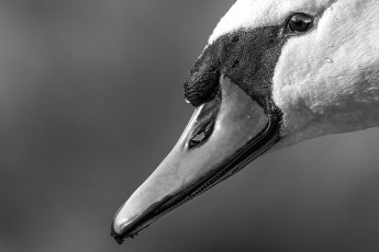 Portrait eines Höckerschwans