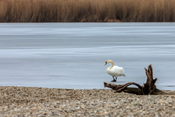 Höckerschwan auf dem zugefrorenen See