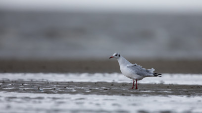 Die Lachmöwe im Schlichtkleid..... Ich lag auf einer Matte am Strand der Nordsee, der Wind toste, es war kurz bevor die Möwe und mich ein heftiger Regenschauer flutete. Das Licht war eigentlich schlecht... aber im Nachhinein gibt es dem Bild etwas Spannung.