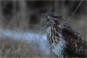 Aufgrund seiner guten Augen könnte ein Greifvogel in bis zu 400 m Entfernung Zeitung lesen. Wir Menschen würden da vielleicht gerade noch einen Zeitungskiosk erkennen.