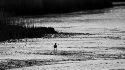 Im Wattenmeer bei schlechtem Licht versuchte ich doch noch einige stimmungsvolle Bilder machen zu können. Und dann flog der große Brachvogel ins Gegenlicht und schon im Sucher erkannte ich, das könnte spannend werden.
