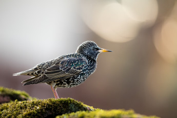 Ein Star auf dem Dach unserer Gartenhütte. Ein Bewohner, welcher gerade im Frühling viel Freude macht. Er wirkt stur, arrogant und frech.