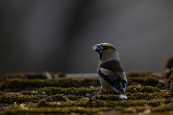 Ein sehr seltener Gast bei uns im Garten. Markant durch seinen kräftigen Schnabel fällt der Kernbeißer zwischen Meise, Amsel und Star sofort auf.