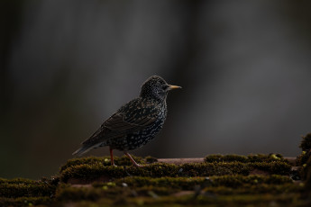 Zu Zeiten der zwangsweisen Gebundenheit an den Garten, entdeckt man auch auf kleinem Raum bekannte "Gestalten" in spannendem Licht.