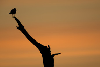 Eine Möwe ruht auf einem alten Baum, während im Hintergrund der Morgen dämmert.