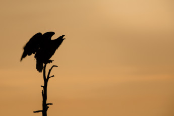 Ein Seeadler auf der Spitze eines abgestorbenen Baumes im Gegenlicht.