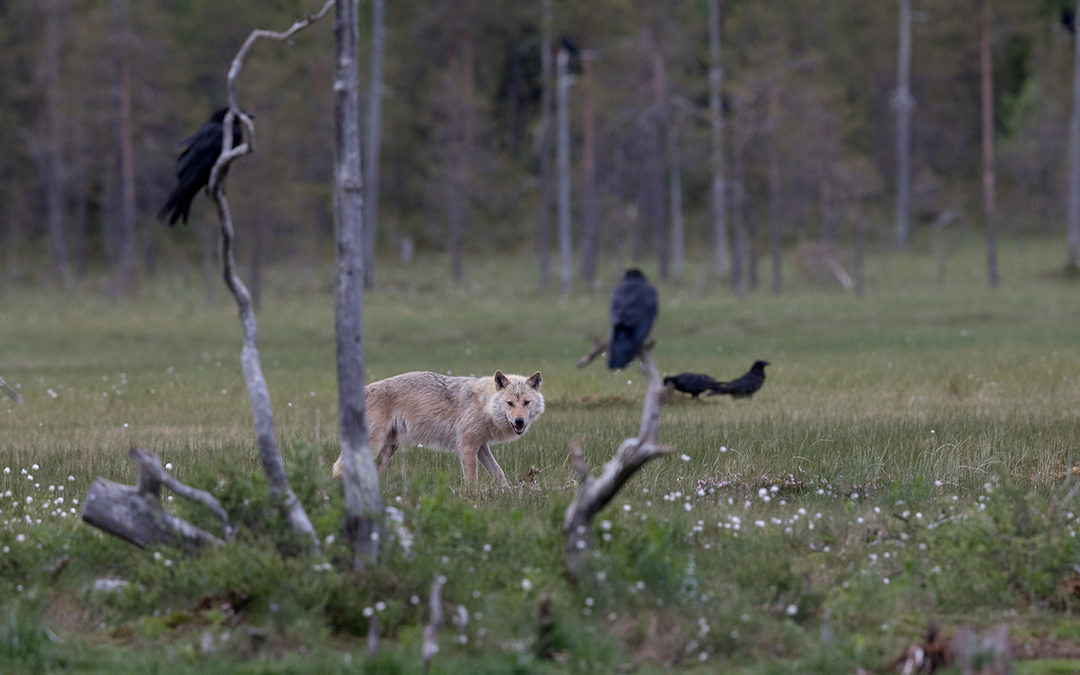 Begegnungen im Grenzwald zu Russland